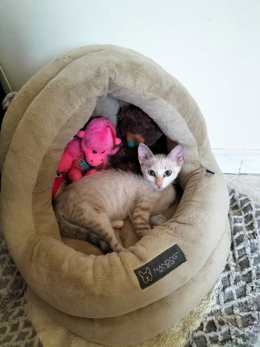 Chat à adopter