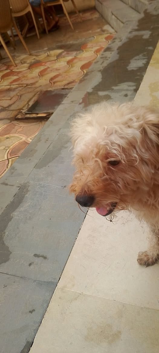 Chien à adopter