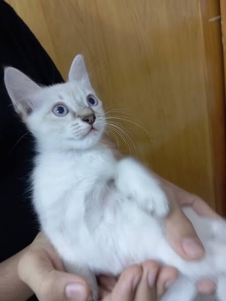 Chat à adopter