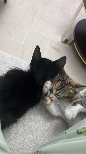 Chat à adopter