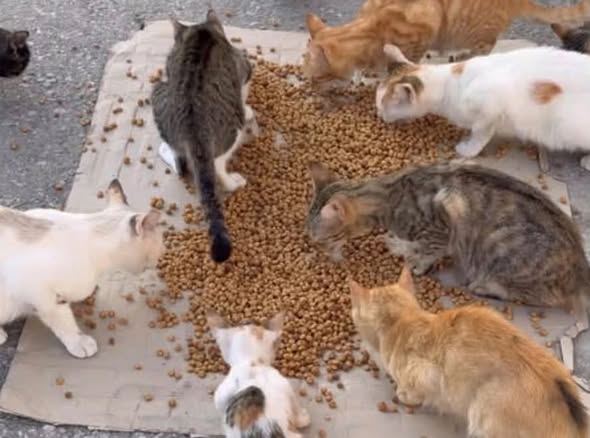 Chat à adopter