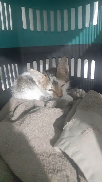 Chat à adopter