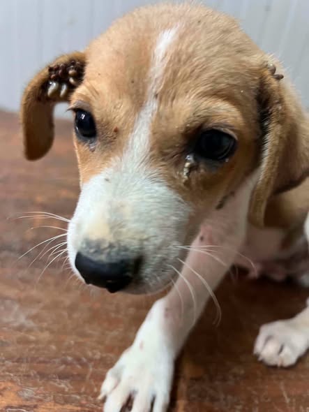Chien à adopter