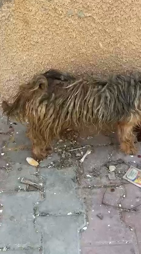 Chien à adopter