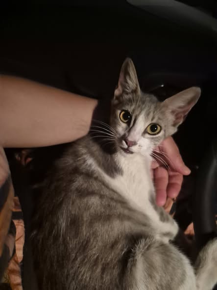 Chat à adopter