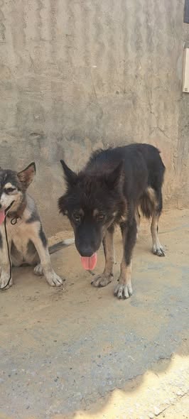 Chien à adopter