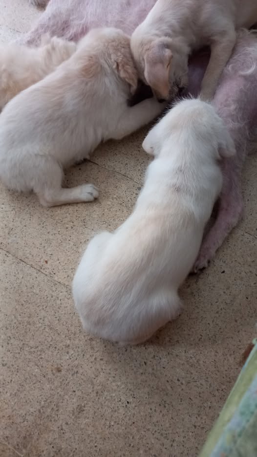 Chien à adopter