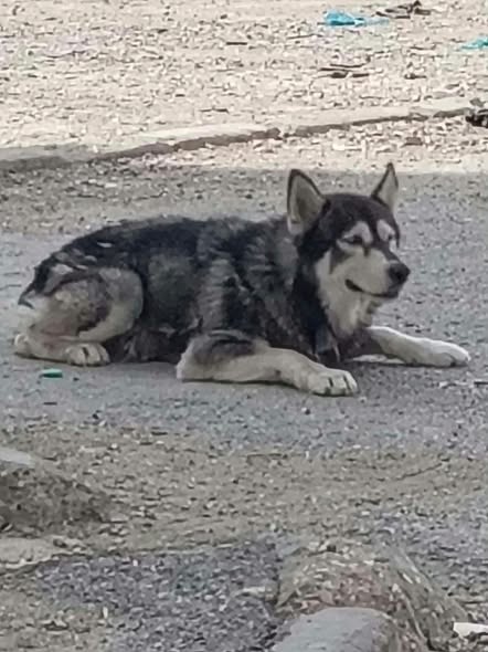 Chien à adopter — تبني الحيوانات في تونس تونس