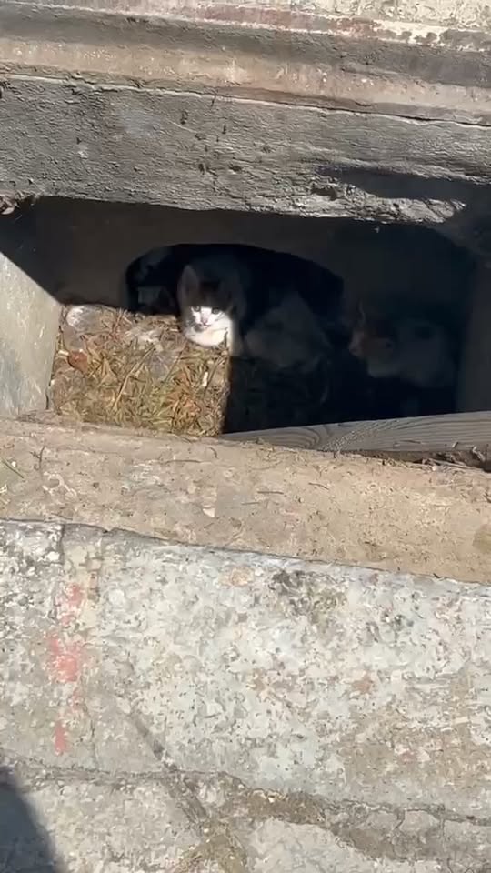 Chat à adopter