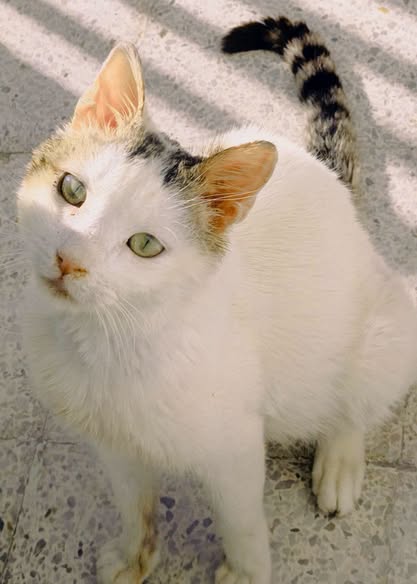 Chat à adopter