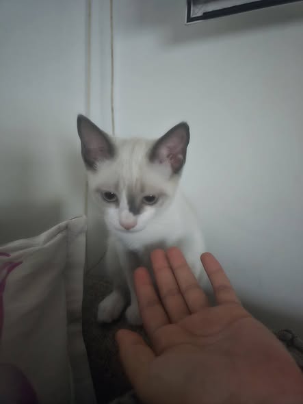 Animal à adopter