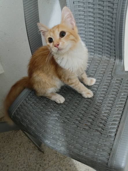 Chat à adopter