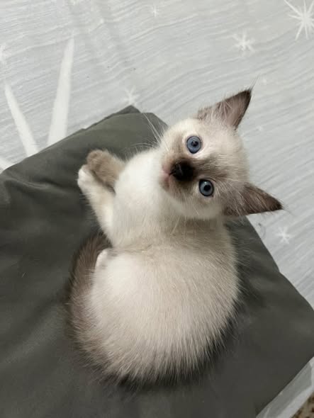 Chat à adopter
