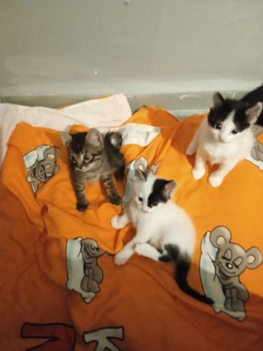 Chat à adopter