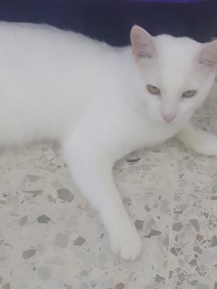 Chat à adopter