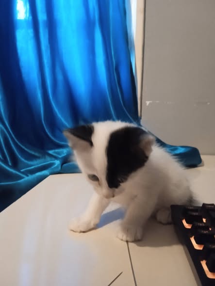 Bicha