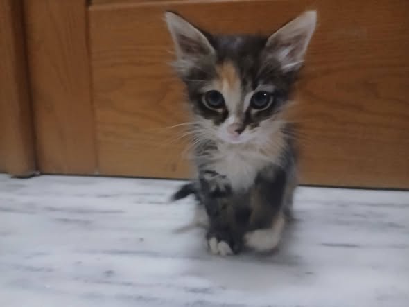 Animal à adopter