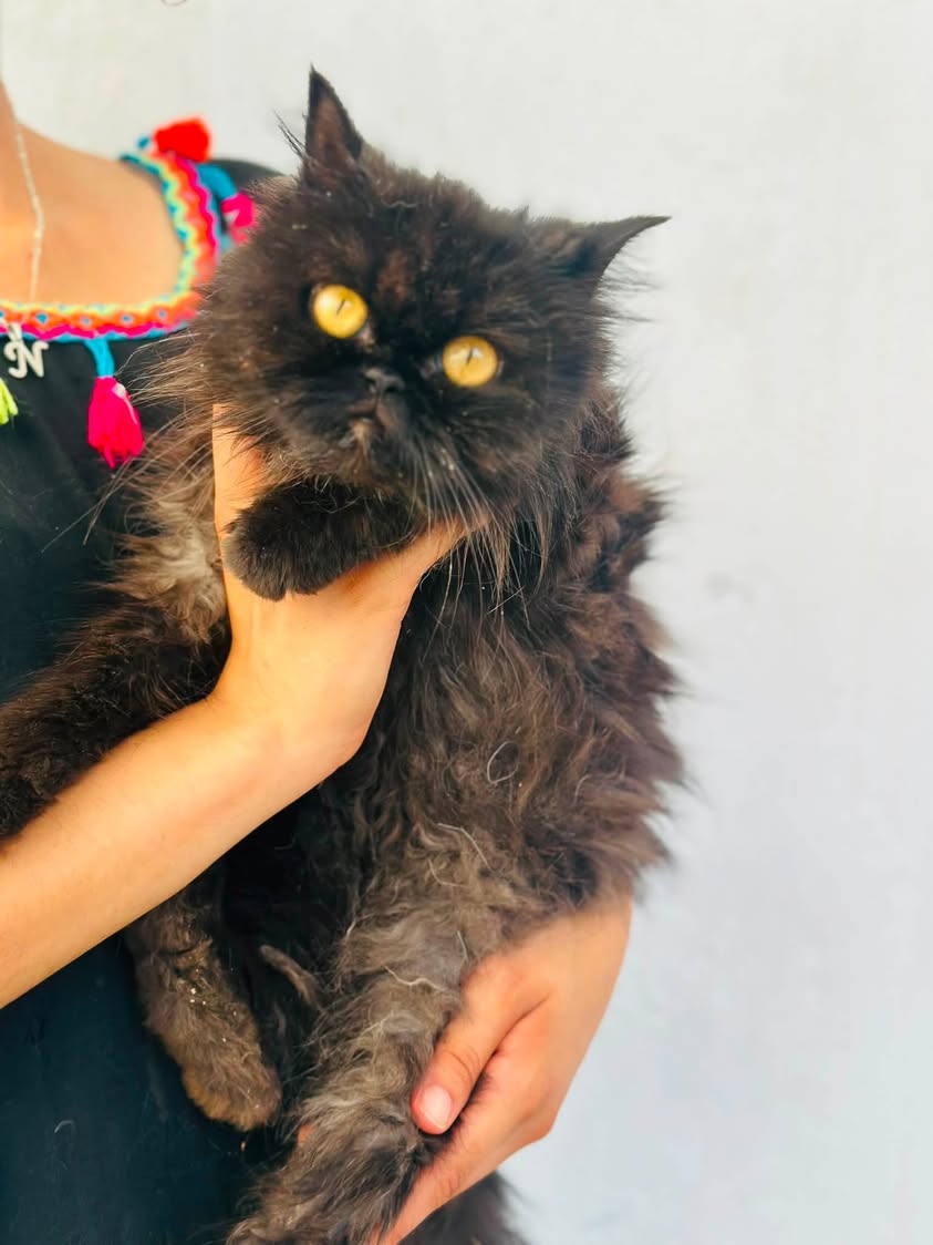 Animal à adopter