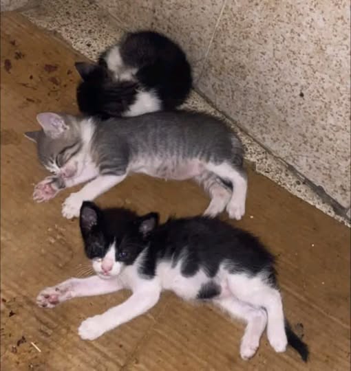 Chat à adopter