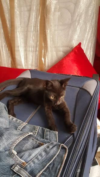 Chat à adopter