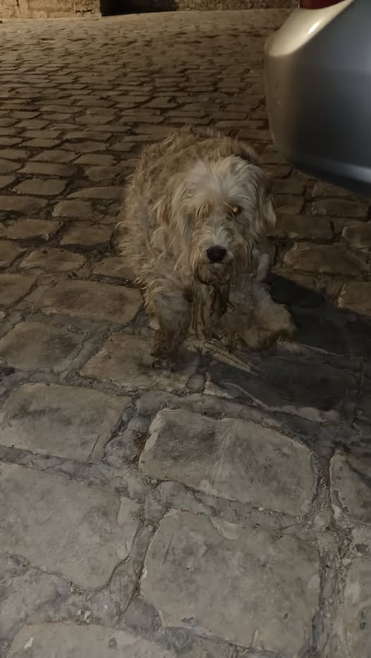 Chien à adopter