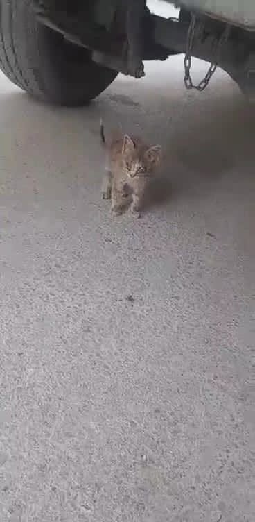 Chat à adopter