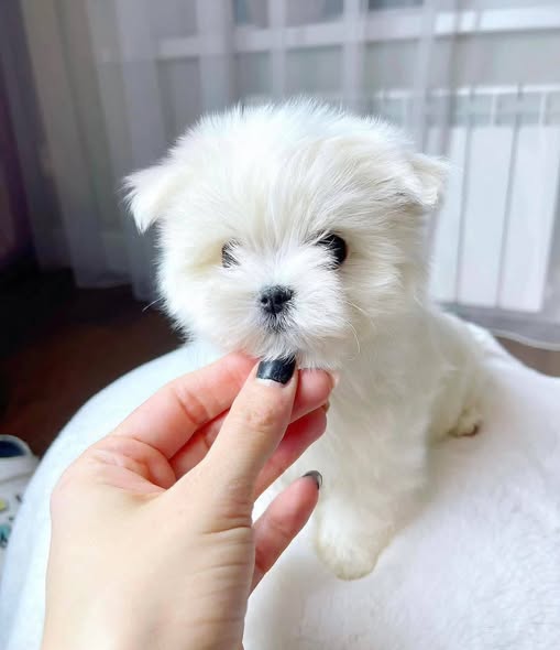 Chien à adopter