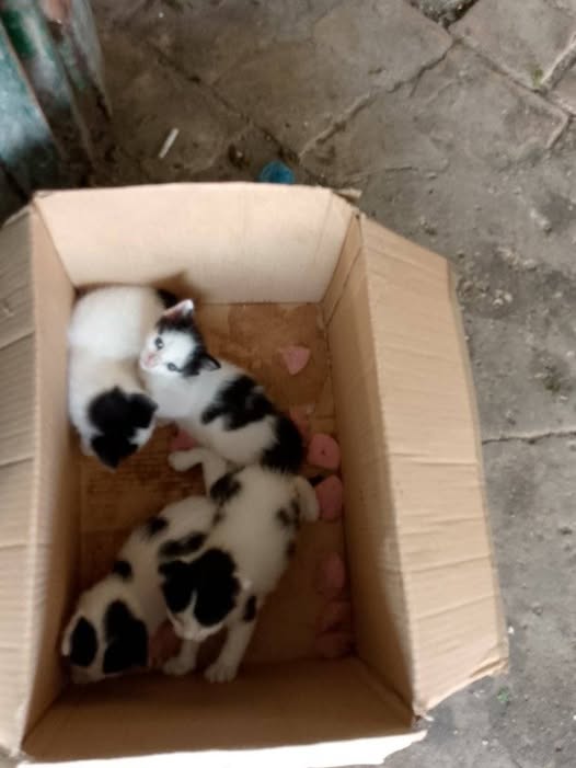 Chat à adopter