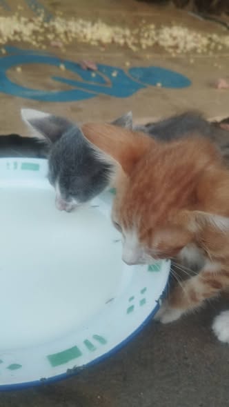 Chat à adopter