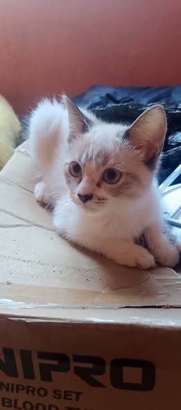 Chat à adopter