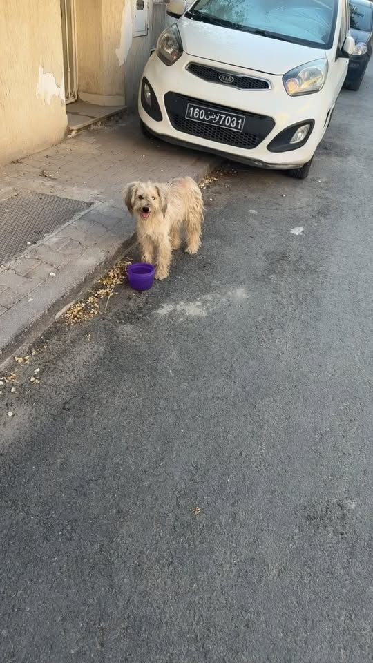 Animal à adopter