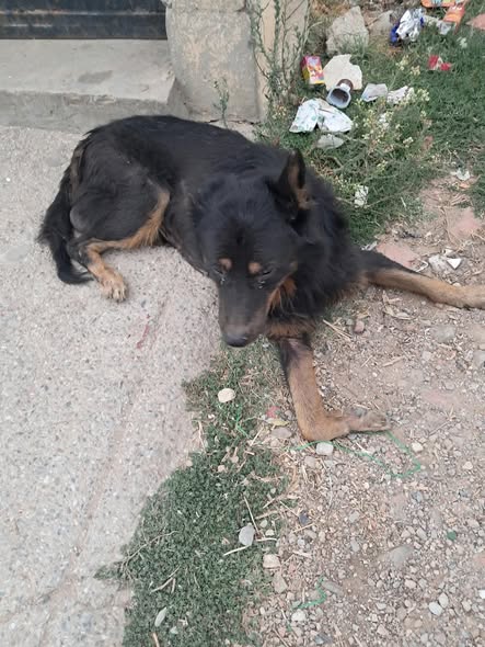 Chien à adopter — Adoption d'animaux en Tunisie Bizerte