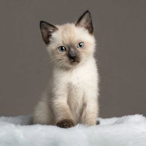 Chat à adopter