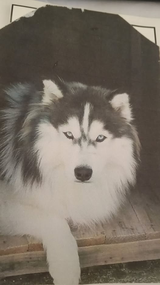 Chien à adopter