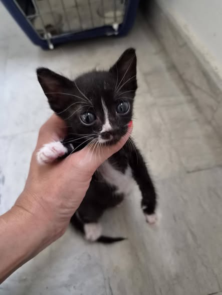 Chat à adopter