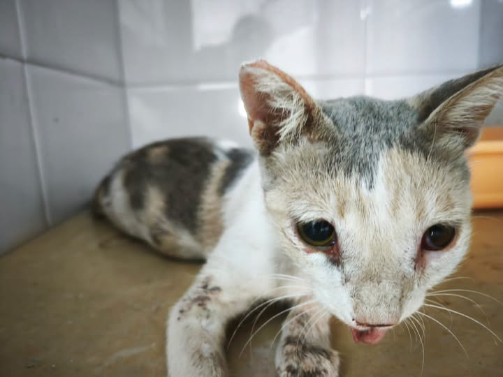Chat à adopter