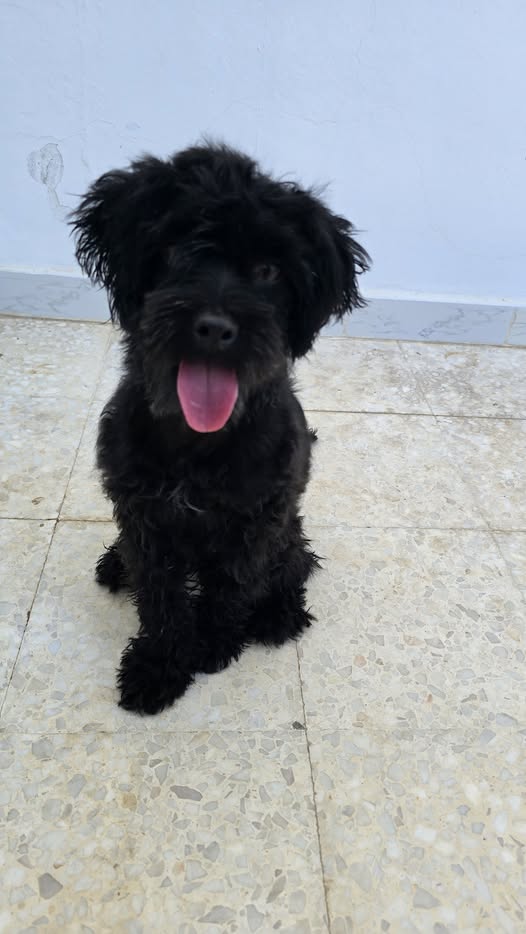 Chien à adopter