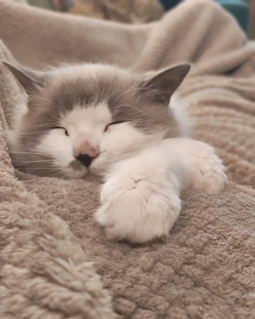 Chat à adopter