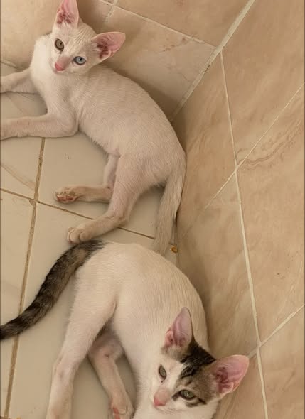 Chien à adopter