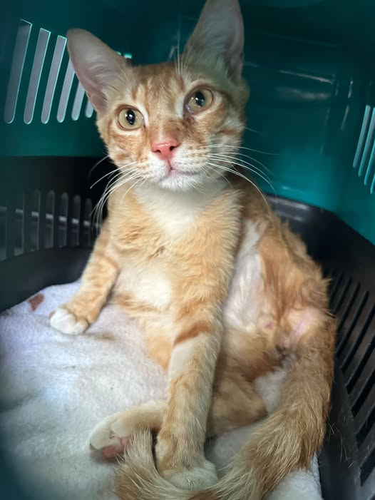 Chat à adopter