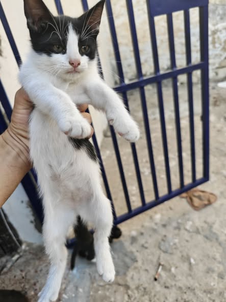Chat à adopter — تبني الحيوانات في تونس نابل