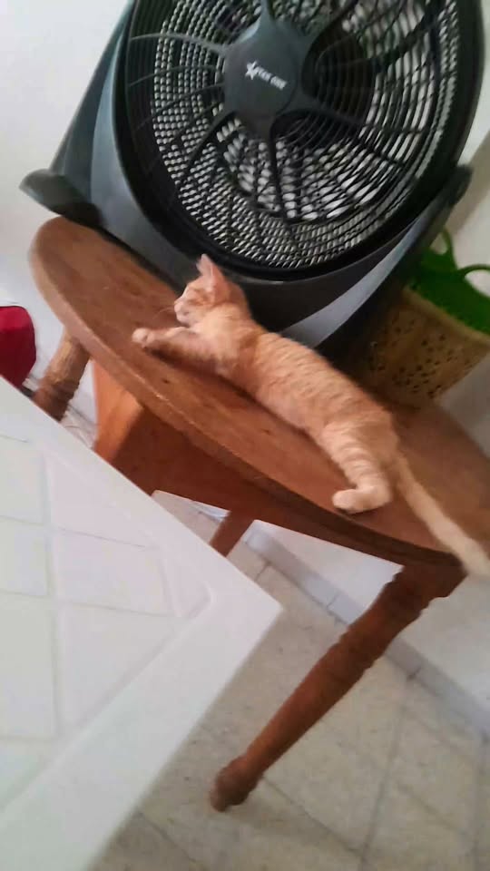 chaton roux