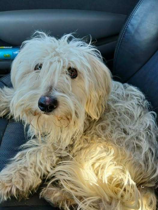 Chien à adopter