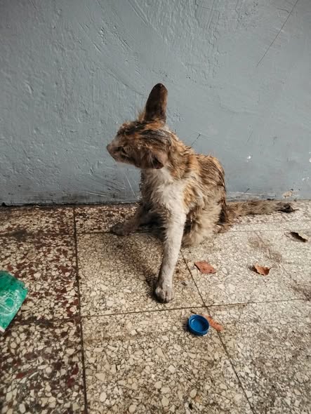 Chat à adopter