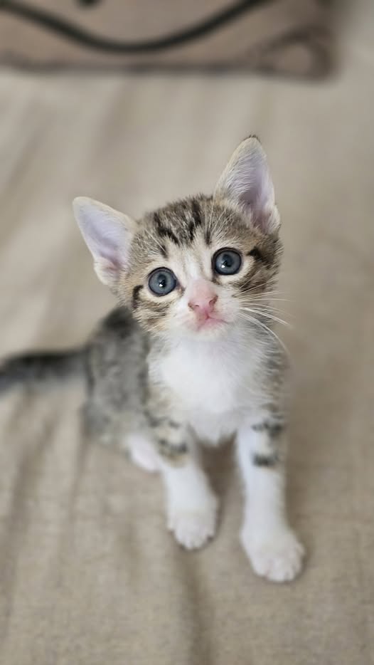 Simba