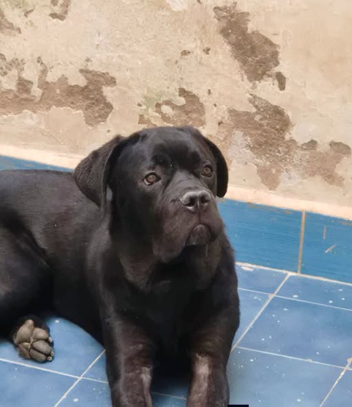 Chien à adopter