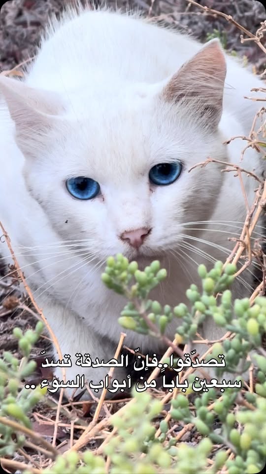 صيروة الصريقة (Sira)