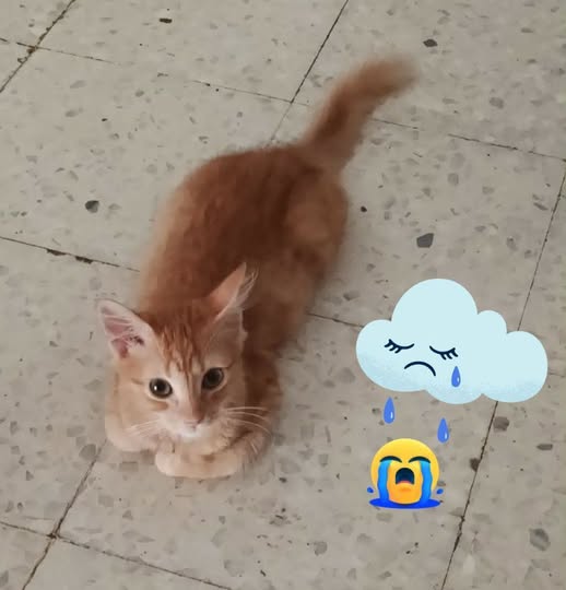 سَليم
