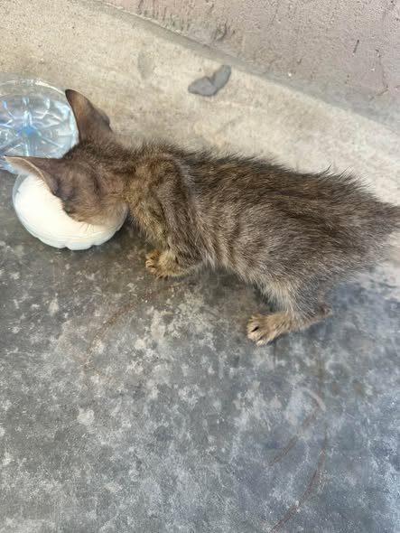 Chat à adopter