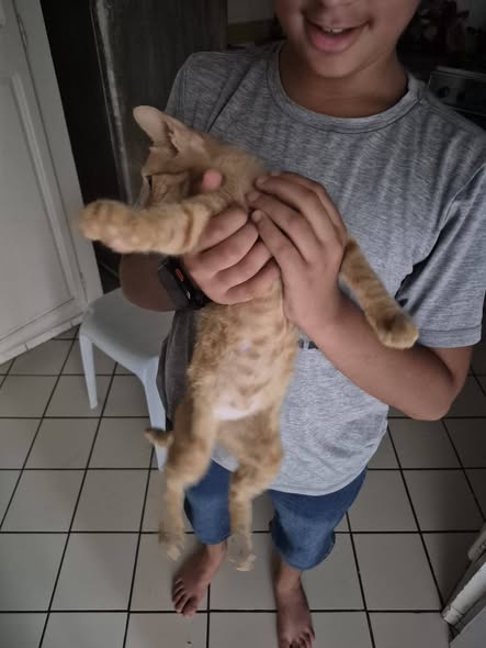 Chat à adopter